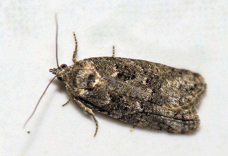 Eterocero da determinare - Cnephasia sp, Tortricidae